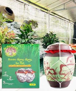 Rượu Đòng Đòng Hạ Thổ Chum Sành 5l